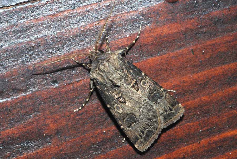 Agrotis crassa? = Agrotis bigramma